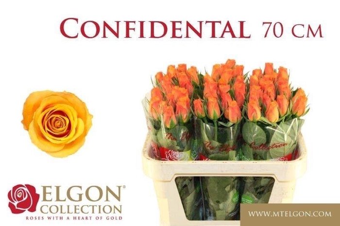 <h4>R GR CONFIDENTIAL</h4>