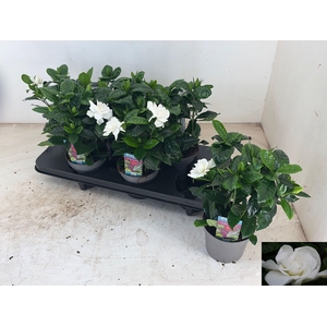 GARDENIA JASMINOIDES