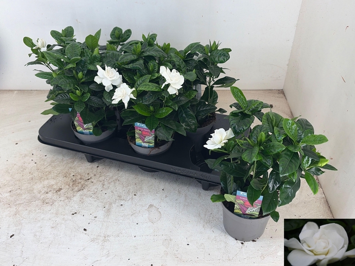 <h4>GARDENIA JASMINOIDES</h4>