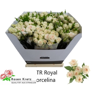 R TR ROYAL PORCELINA