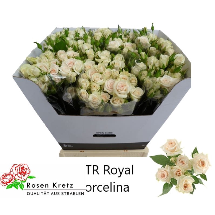 <h4>R Tr Royal Porcelina</h4>
