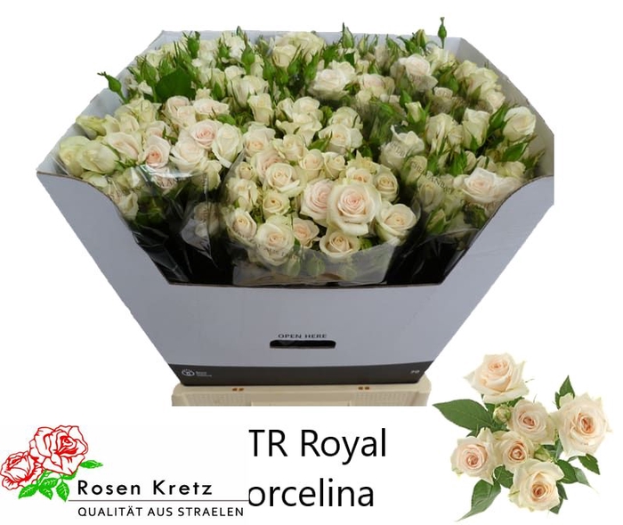 <h4>R TR ROYAL PORCELINA</h4>