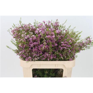 Chamelauc Pink Olivia