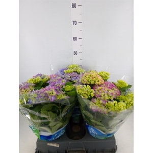 Hydrangea mac. 'Blauer Zwerg'