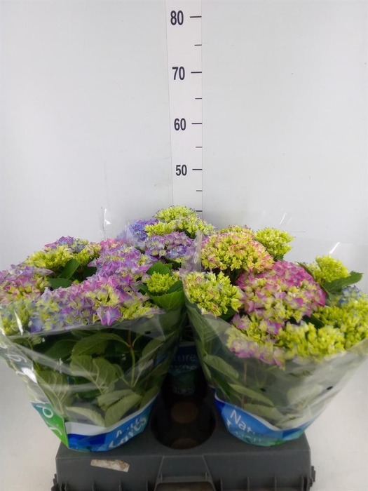 <h4>Hydrangea mac. 'Blauer Zwerg'</h4>