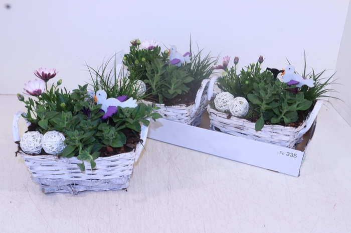 <h4>ARR TUINPLANTEN</h4>