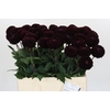 Dahlia Dark Prince