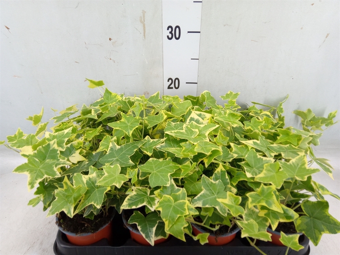 <h4>Hedera helix 'Goldchild'</h4>