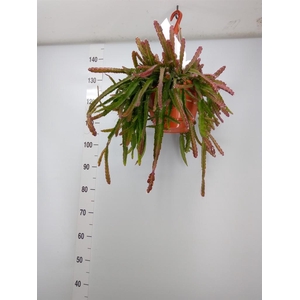 Lepismium cruciforme