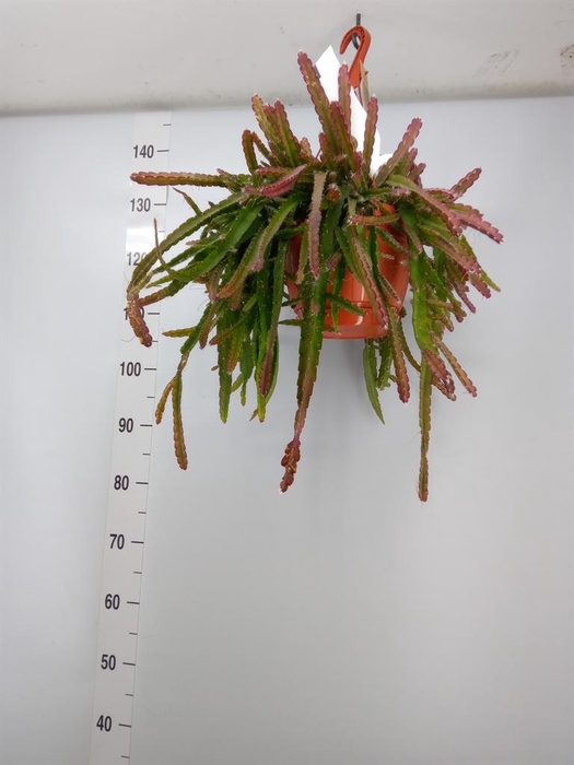 <h4>Lepismium cruciforme</h4>