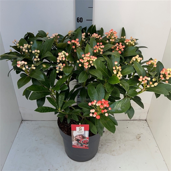 <h4>Skimmia Pabella P23 20+ (3jr)</h4>