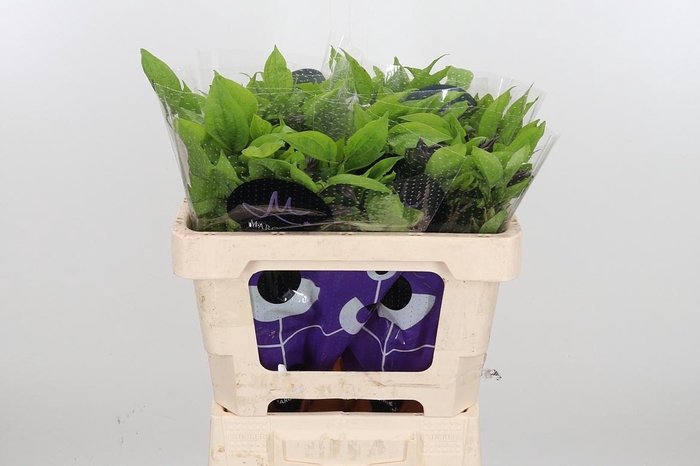 <h4>Clem Amazing Havana</h4>