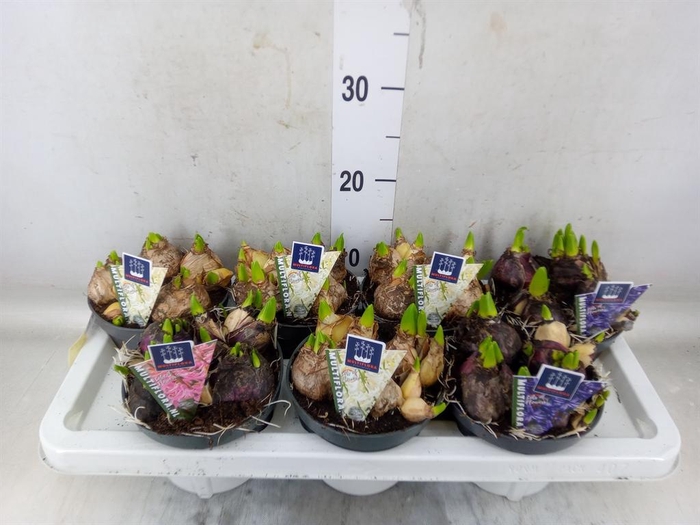 <h4>Hyacinthus orie. 'Multifl' ..mix 3</h4>
