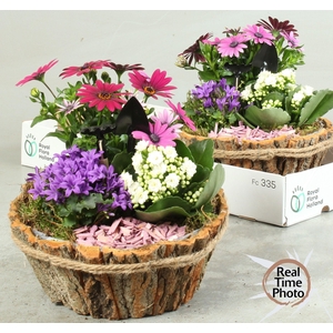 ARR TUINPLANTEN