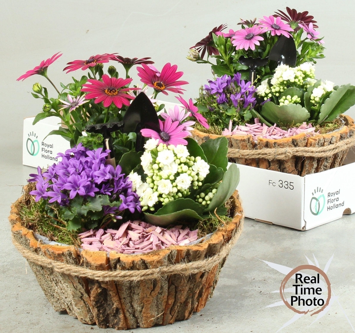 <h4>ARR TUINPLANTEN</h4>