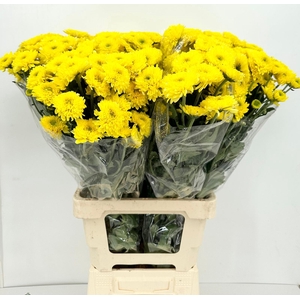 Chrysanthemum Sp Baltica Yellow