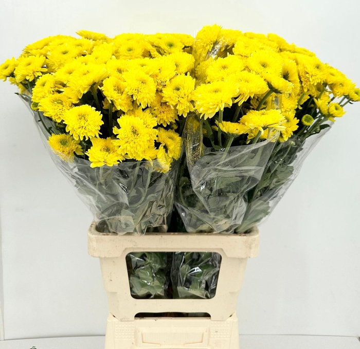 <h4>Chrysanthemum Sp Baltica Yellow</h4>