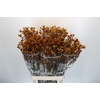 Anigozanthos Gold Fever