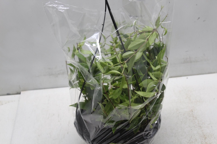 <h4>COLUMNEA CONODANTE C21</h4>