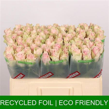 <h4>Rosa grootbloemig Pink Athena</h4>