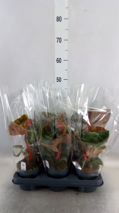 <h4>Philodendron   ...</h4>