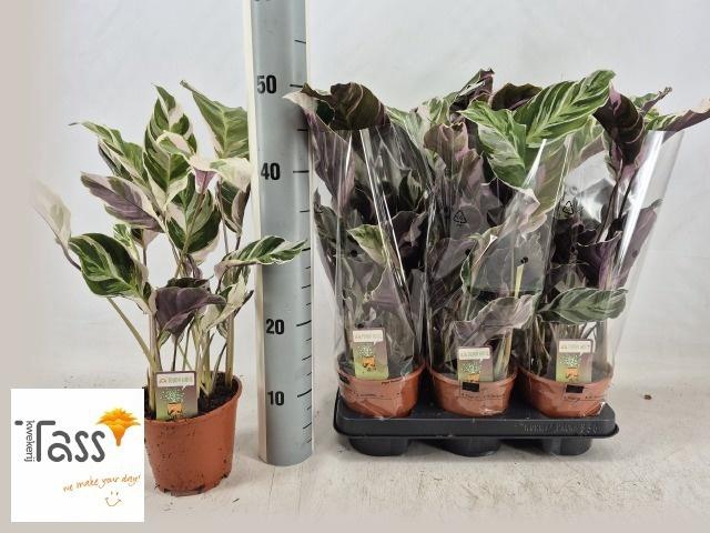 <h4>CALAT FUSION WHITE</h4>