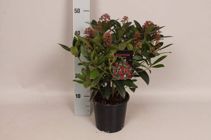 Skimmia jap. 'Rubella' 25/30