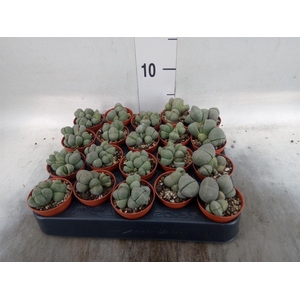 Lithops sp.