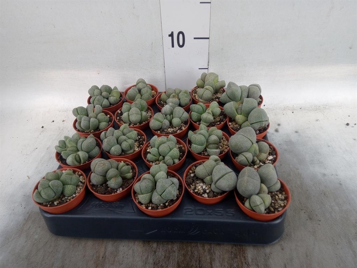 <h4>Lithops sp.</h4>