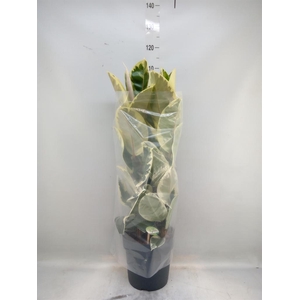 Ficus elastica 'Tineke'