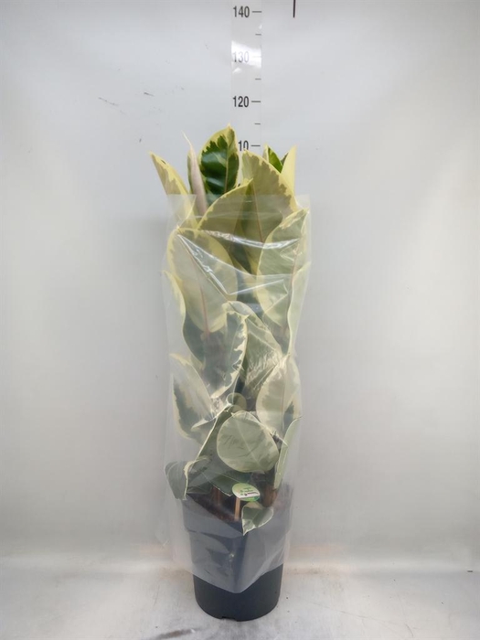 <h4>Ficus elastica 'Tineke'</h4>