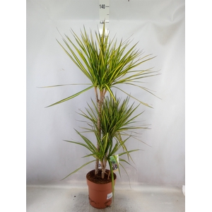 Dracaena marg. 'Sunray'