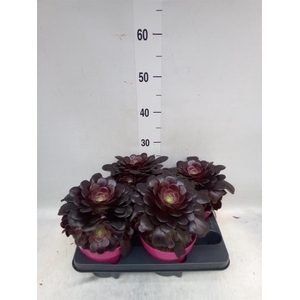 Aeonium arboreum 'Velours'