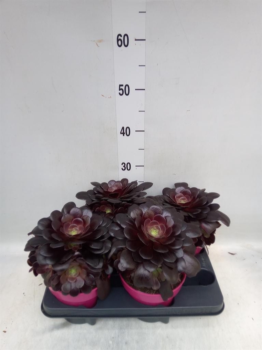 <h4>Aeonium arboreum 'Velours'</h4>