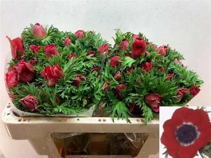 <h4>Anem Co Galil Rood</h4>