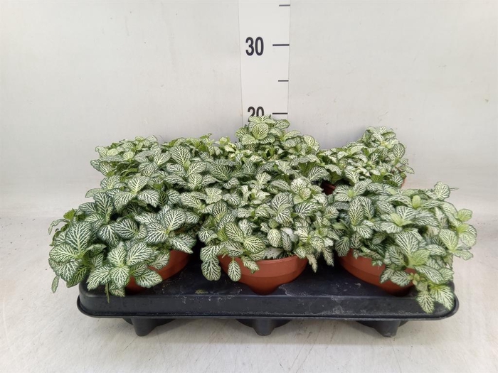 <h4>Fittonia 'Mosaic White Forest Fla'</h4>