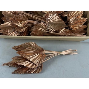 Df Palm Spear Med Copper+gli