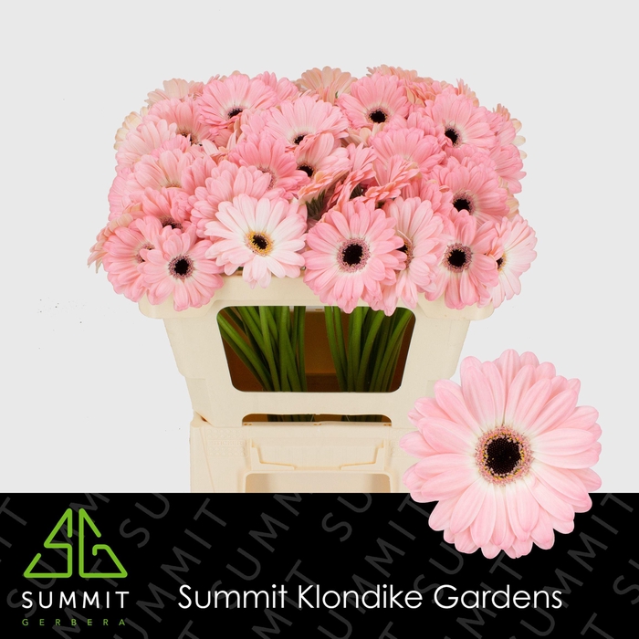 <h4>GE MI DUET Water</h4>