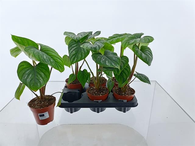 Philodendron Colombia 12Ø 35cm