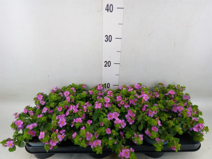 <h4>Sutera   ...</h4>