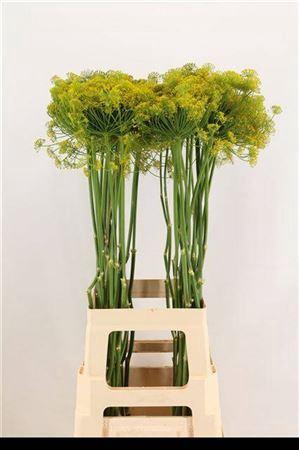 <h4>Anet Graveolens</h4>