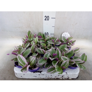 Tradescantia albif. 'Nanouk'