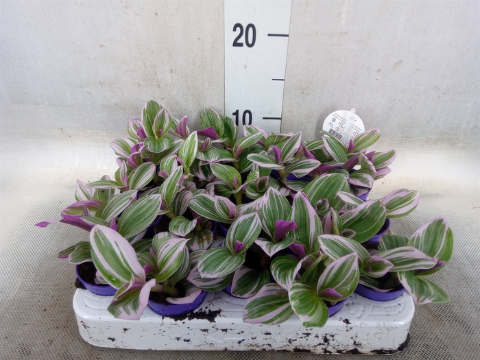 <h4>Tradescantia albif. 'Nanouk'</h4>