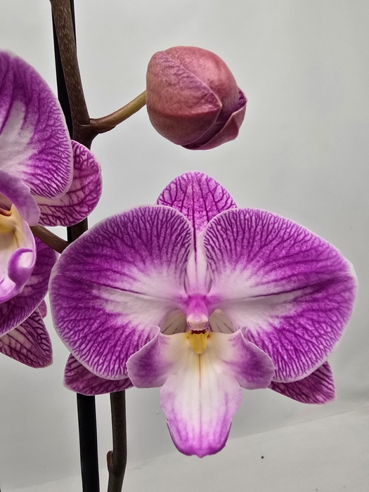 <h4>Limited 56 week 8</h4>