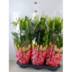 Lilium ori.  'After Eight'