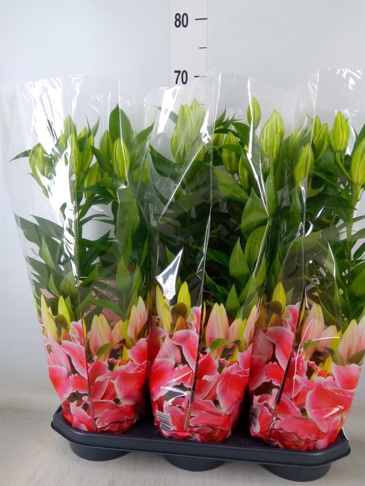 <h4>Lilium ori.  'After Eight'</h4>