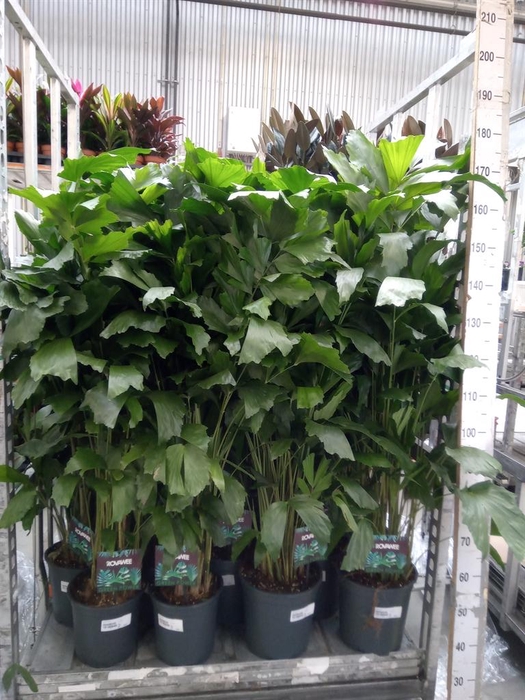 <h4>Caryota mitis</h4>