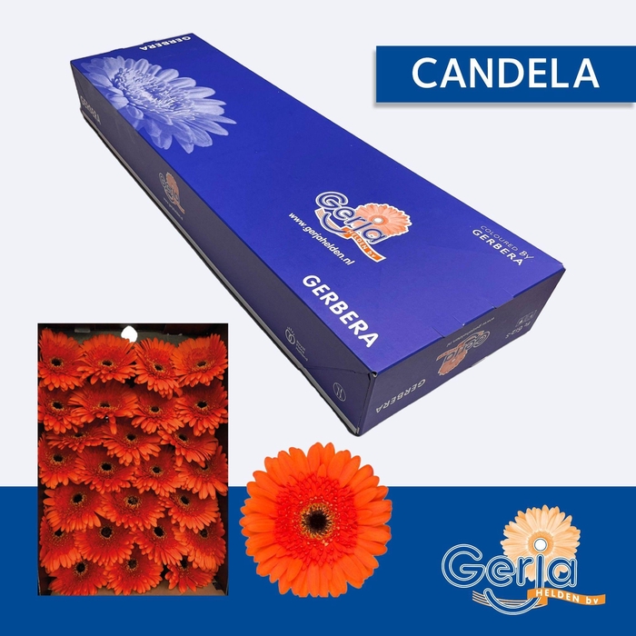 <h4>GE GR CANDELA</h4>