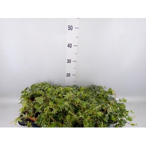 Hedera helix 'White Ripple'