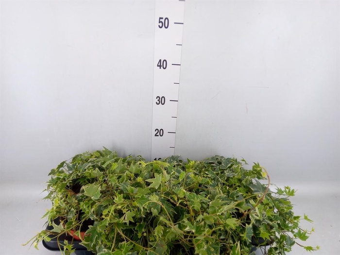 <h4>Hedera helix 'White Ripple'</h4>